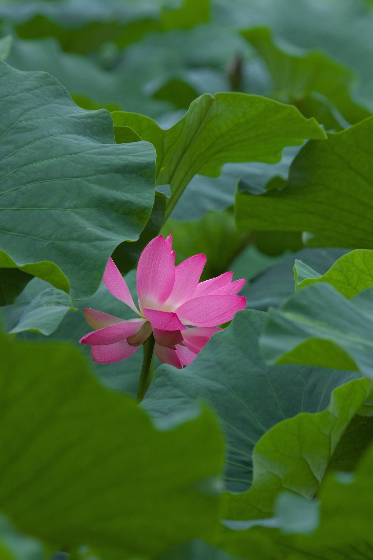 一枝荷花娇欲语