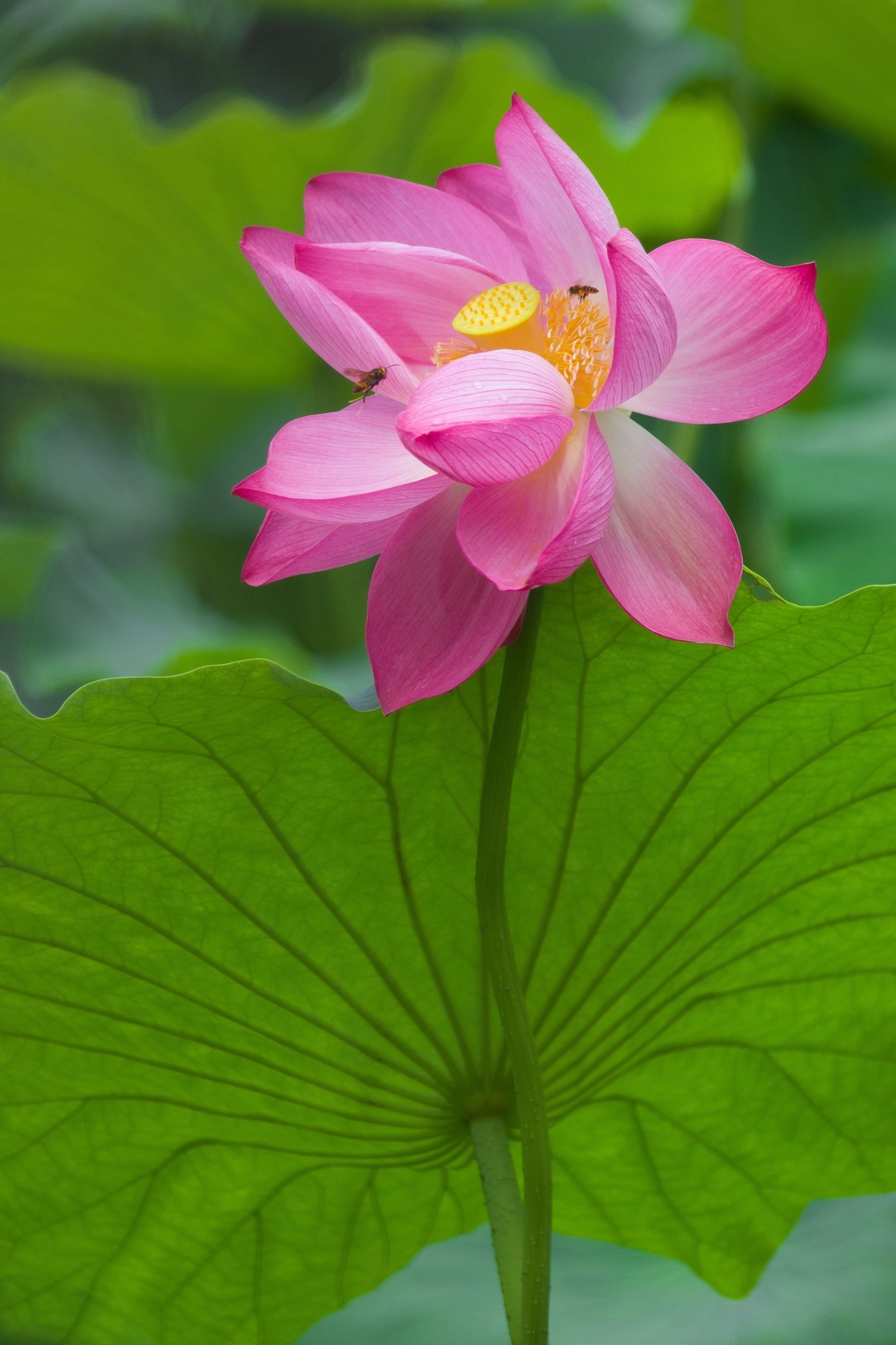 一枝荷花娇欲语