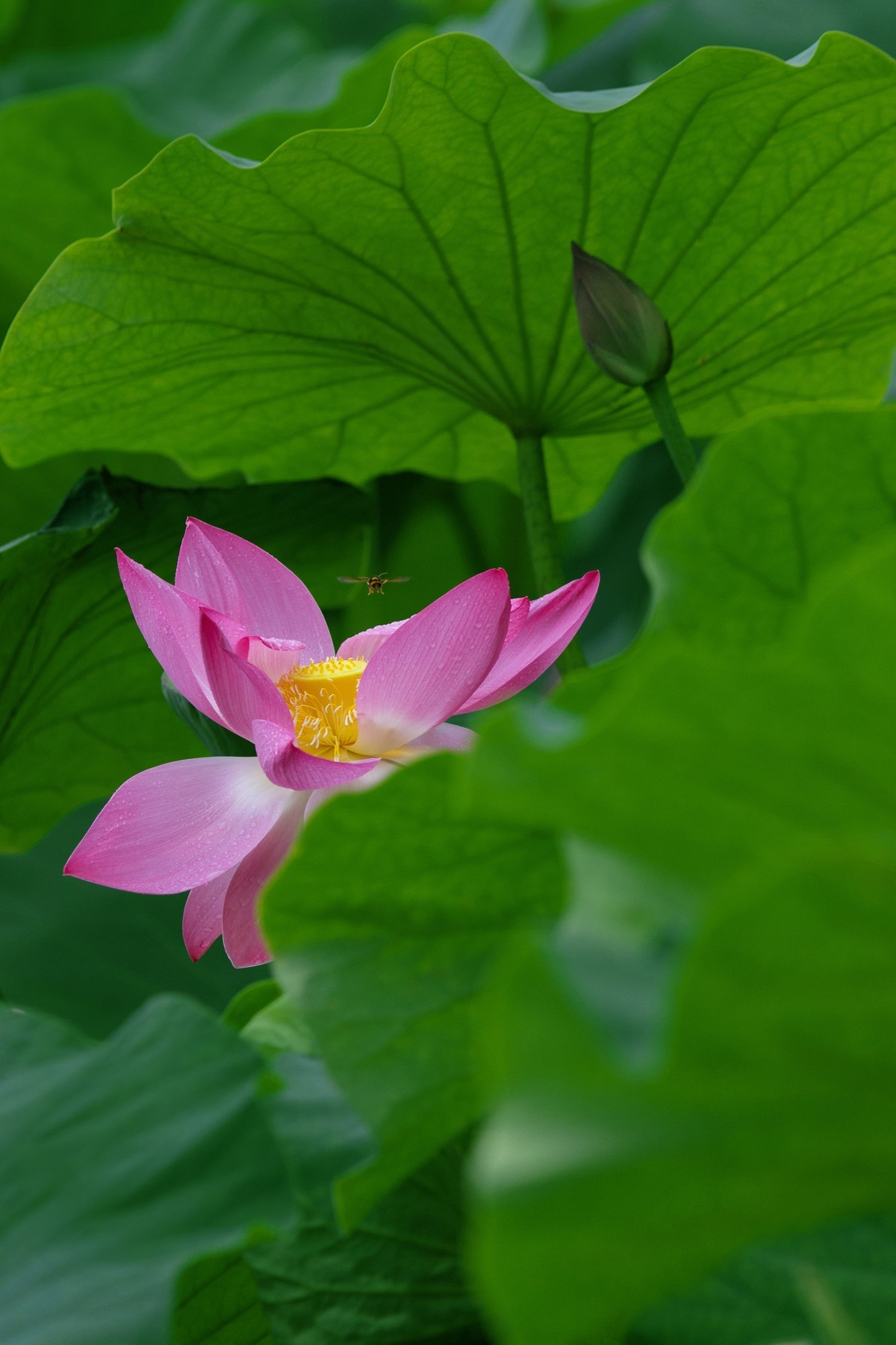 一枝荷花娇欲语