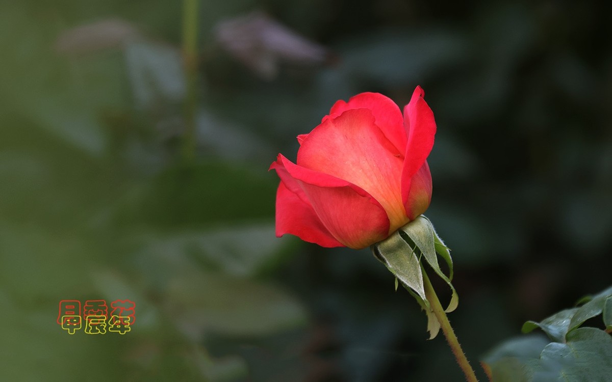 甲辰年月季花【2024-135】