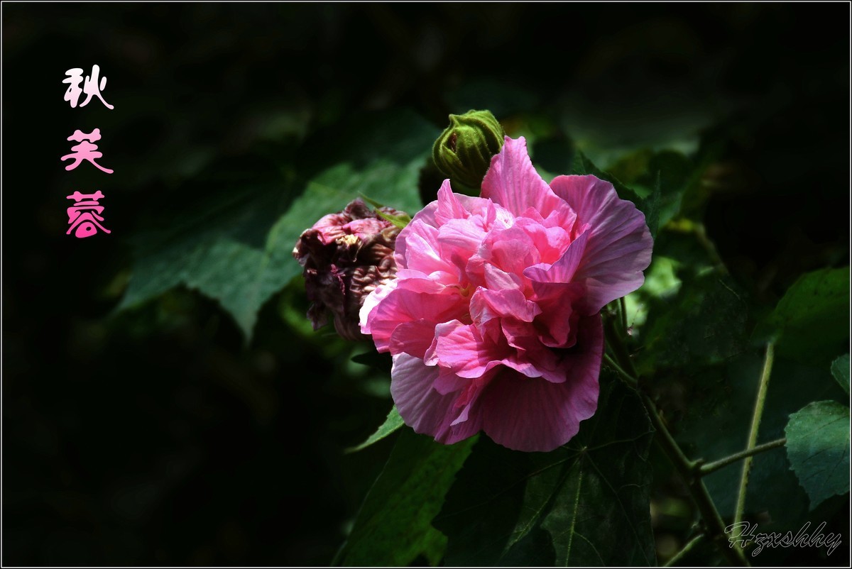 秋芙蓉（2024299）