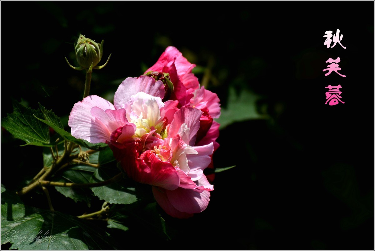 秋芙蓉（2024299）