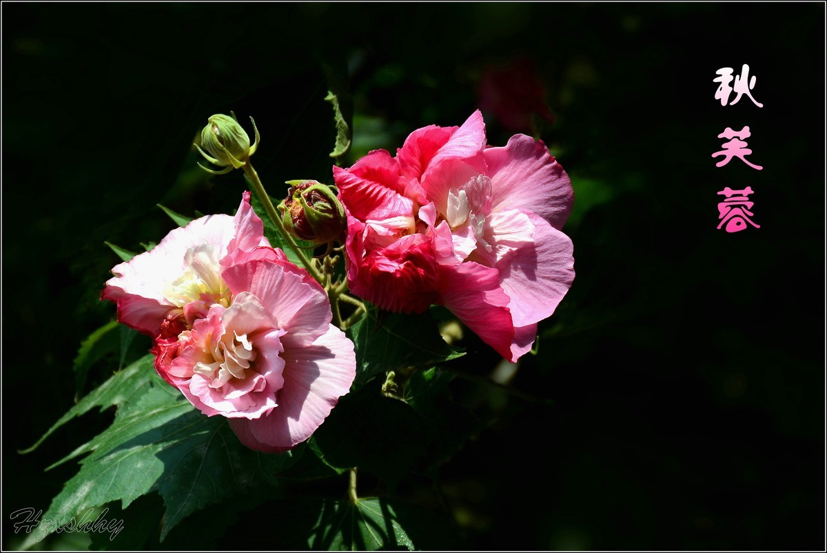 秋芙蓉（2024299）