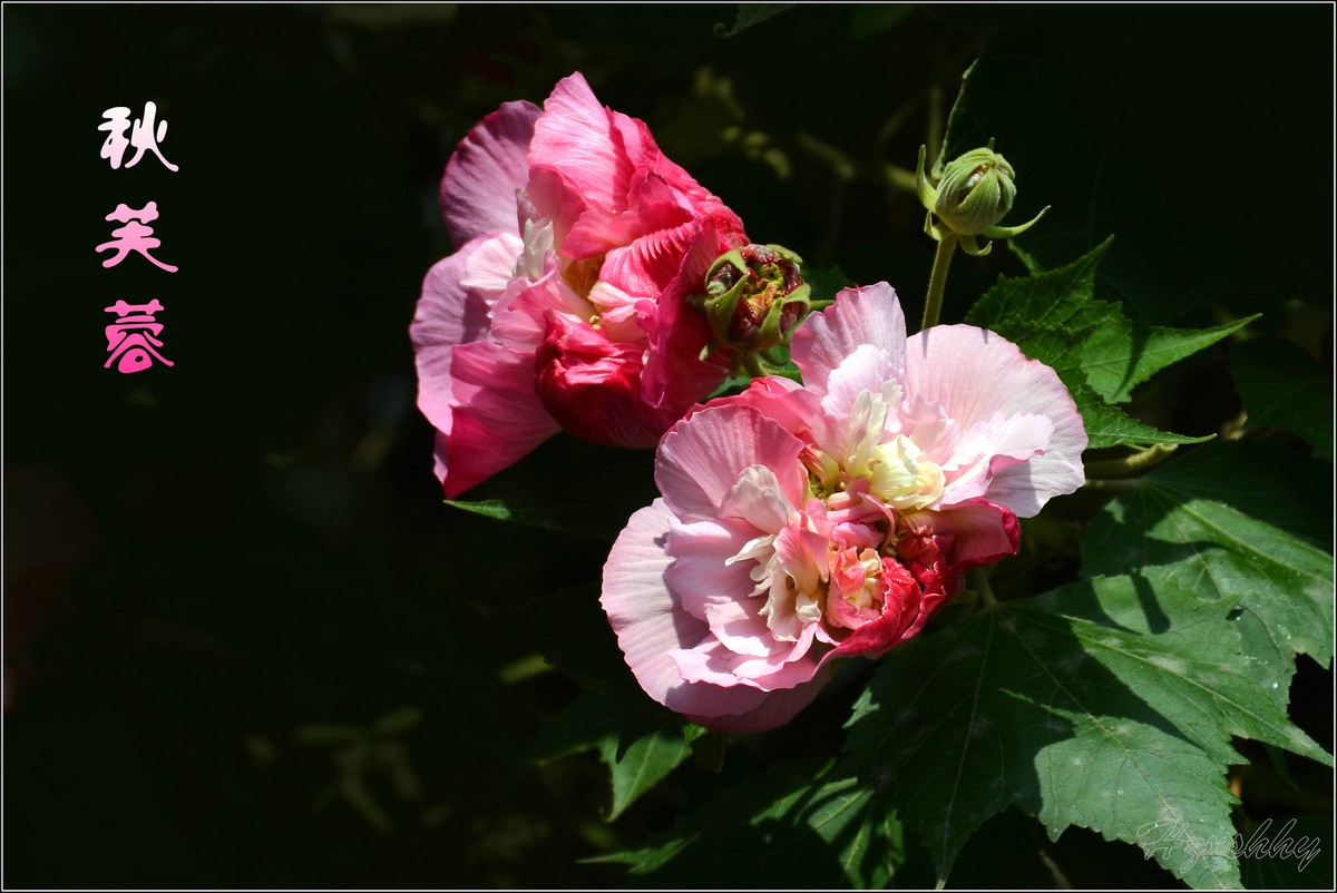 秋芙蓉（2024299）