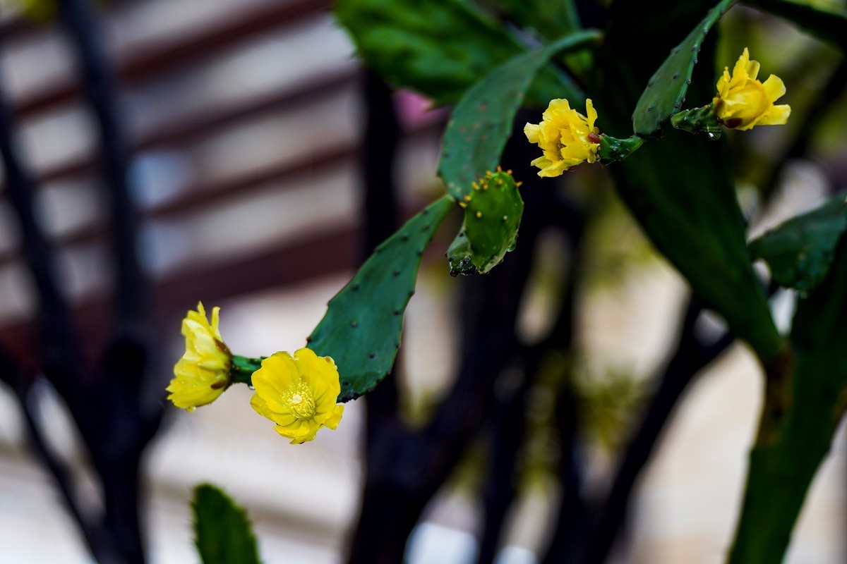 仙人掌不只有刺