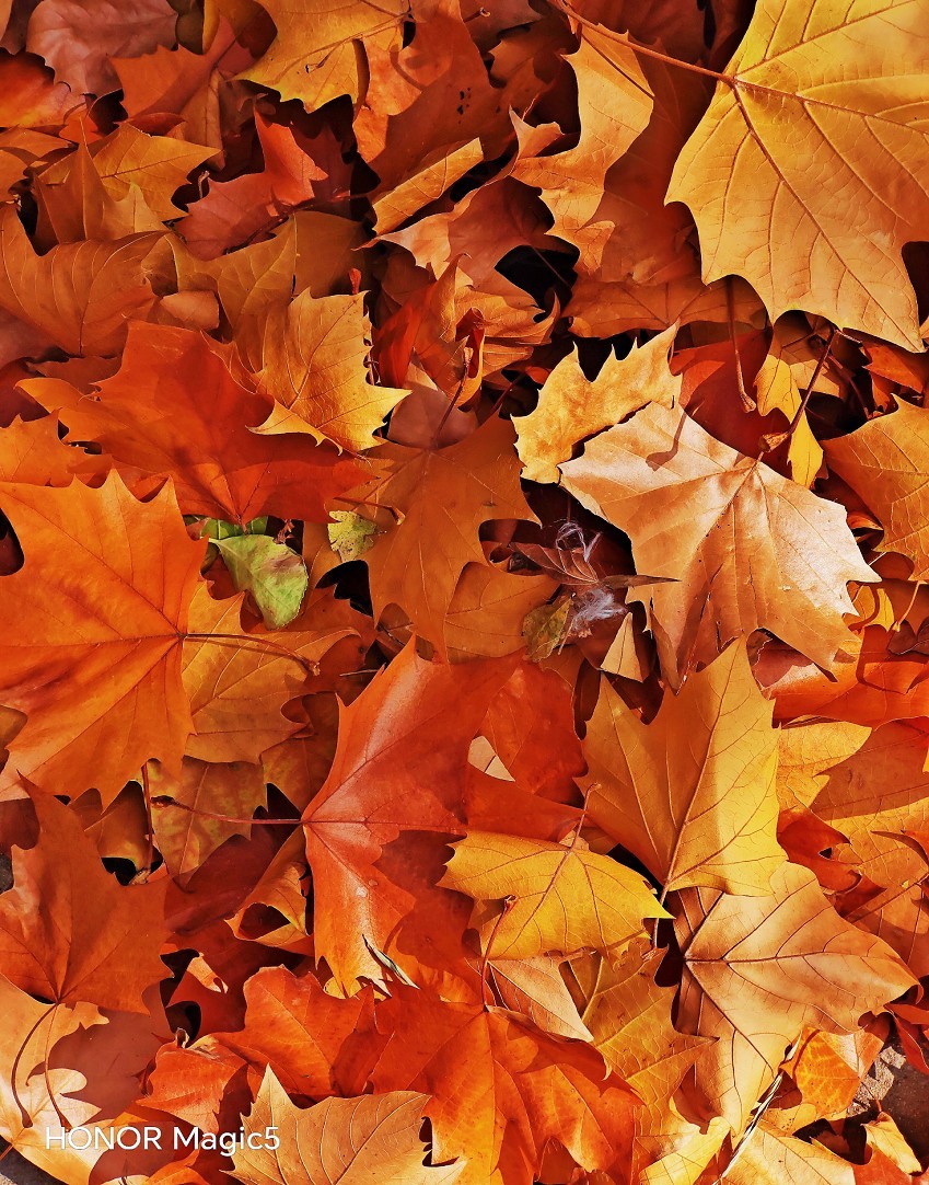 重阳节一贴《溜圈随拍抓拍风景，花草和妹子》祝大家节日快乐！
