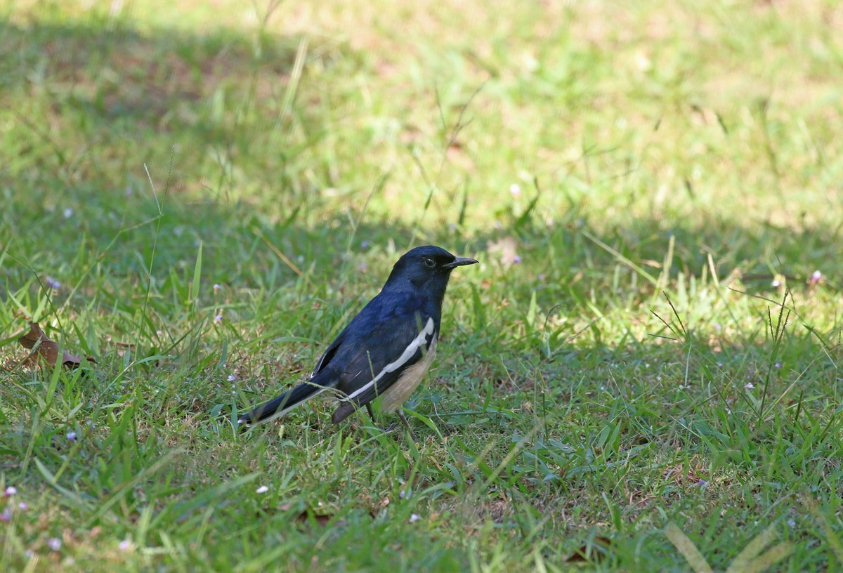 1103草坪上的小鸟