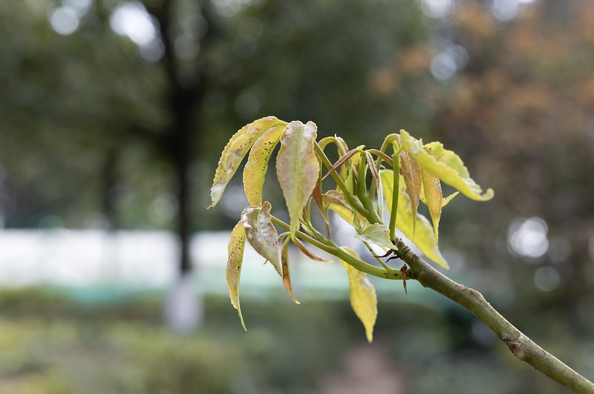佳能rf28-70 2.8 傻逼绰绰的，八千多买了这个镜头，照片除了裁剪，原片直传