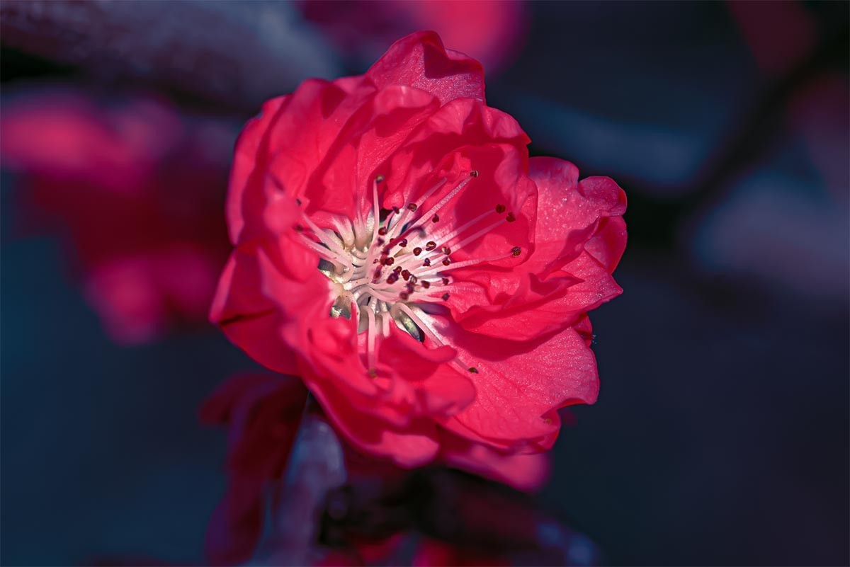 花                                       卉