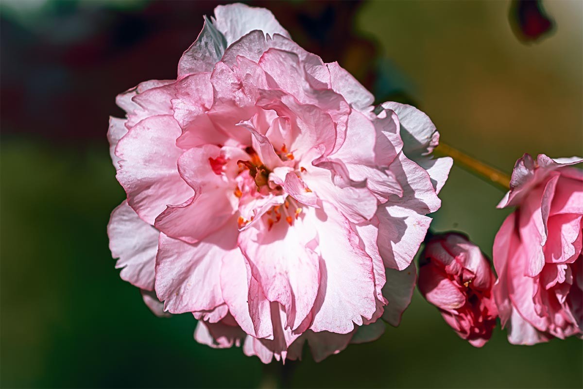 花                                       卉