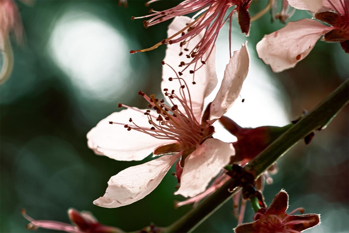 花                                       卉