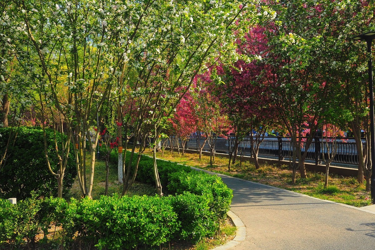 民心河畔春光美