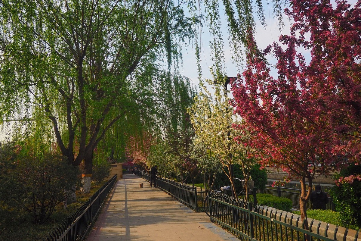 民心河畔春光美