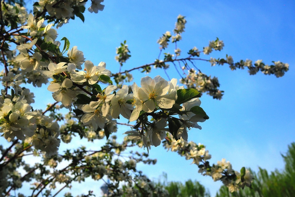 民心河畔春光美