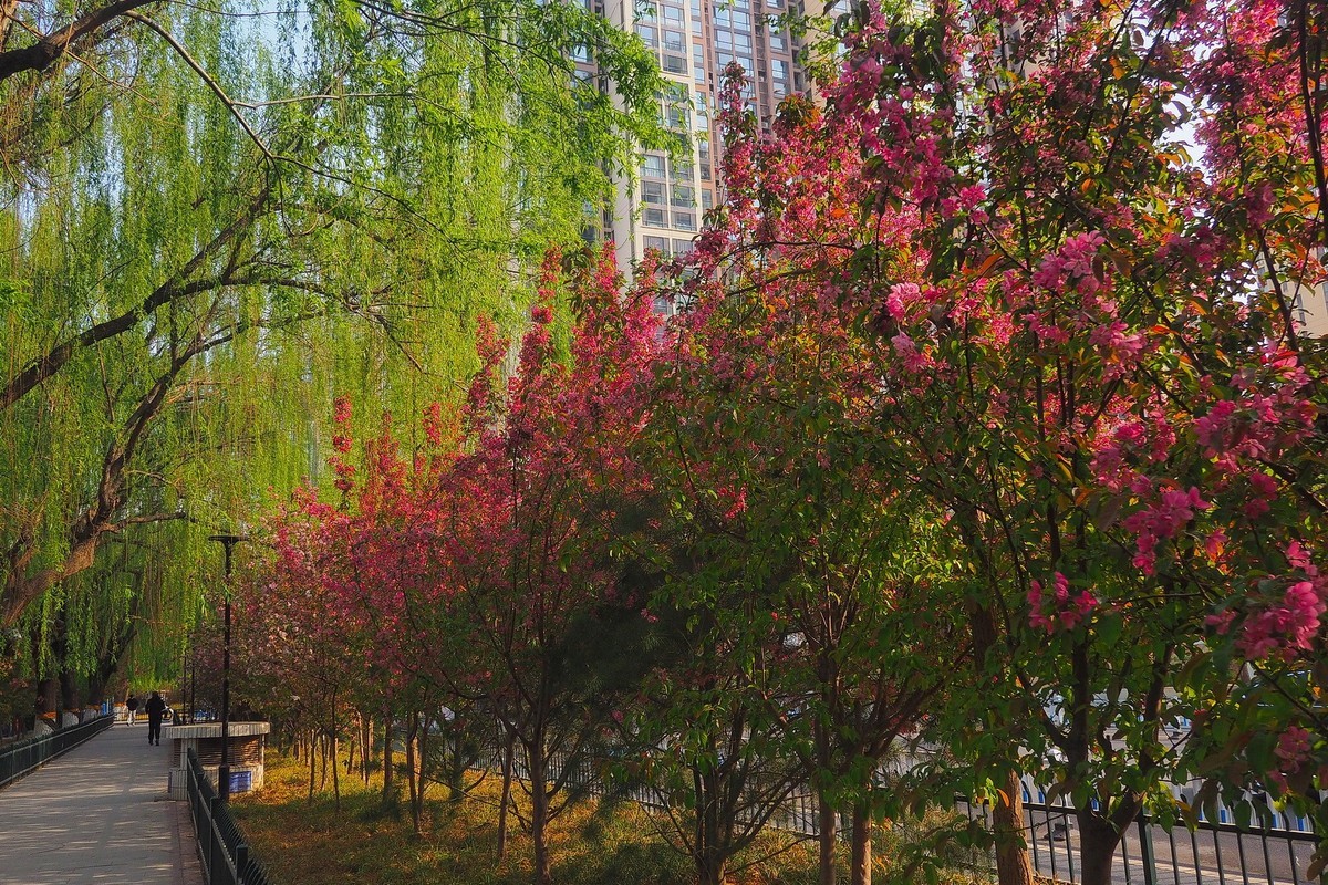 民心河畔春光美