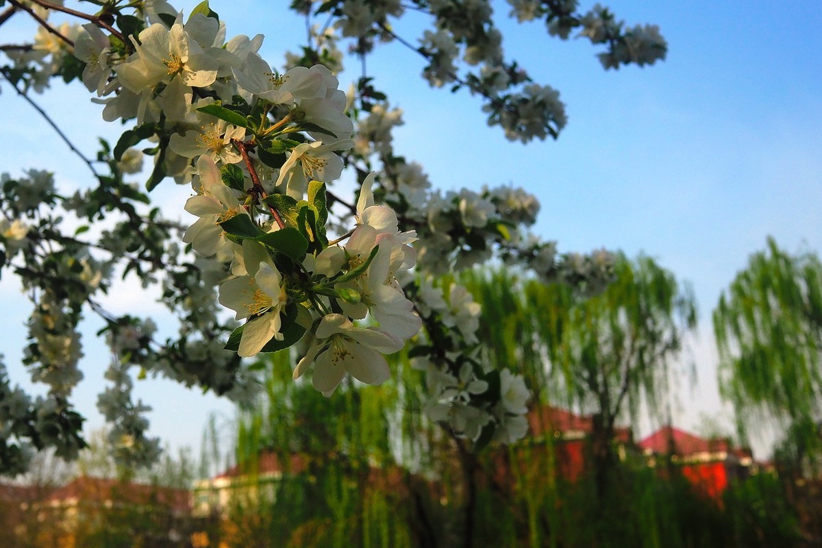 民心河畔春光美