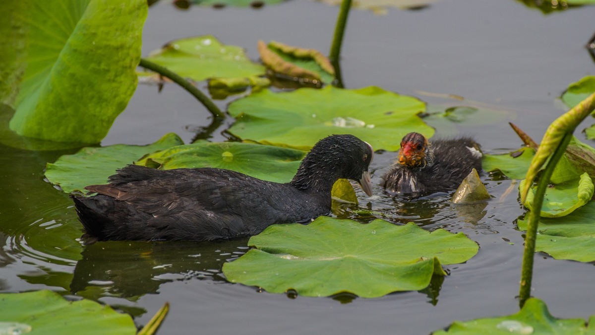 24 年 春 ------ 湿 地 精 灵 （ 六 ）
