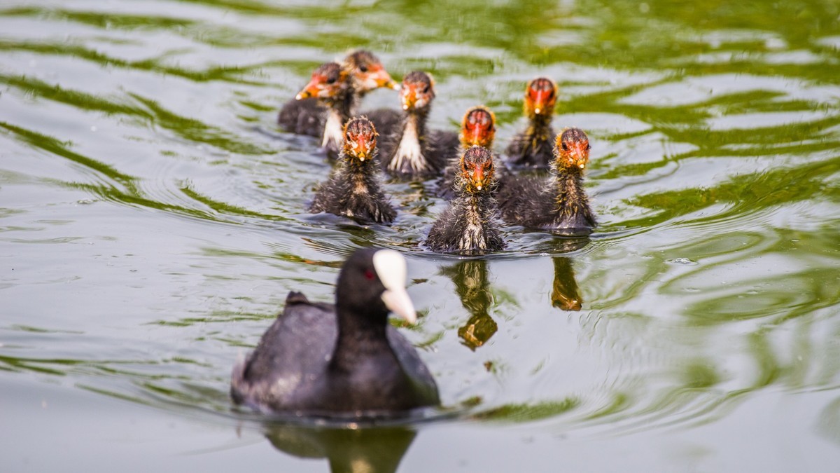 24 年 春 ------ 湿 地 精 灵 （ 六 ）