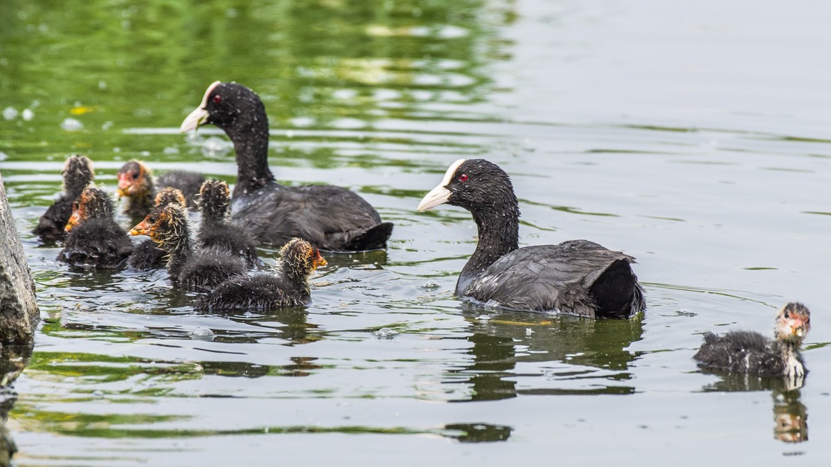 24 年 春 ------ 湿 地 精 灵 （ 六 ）