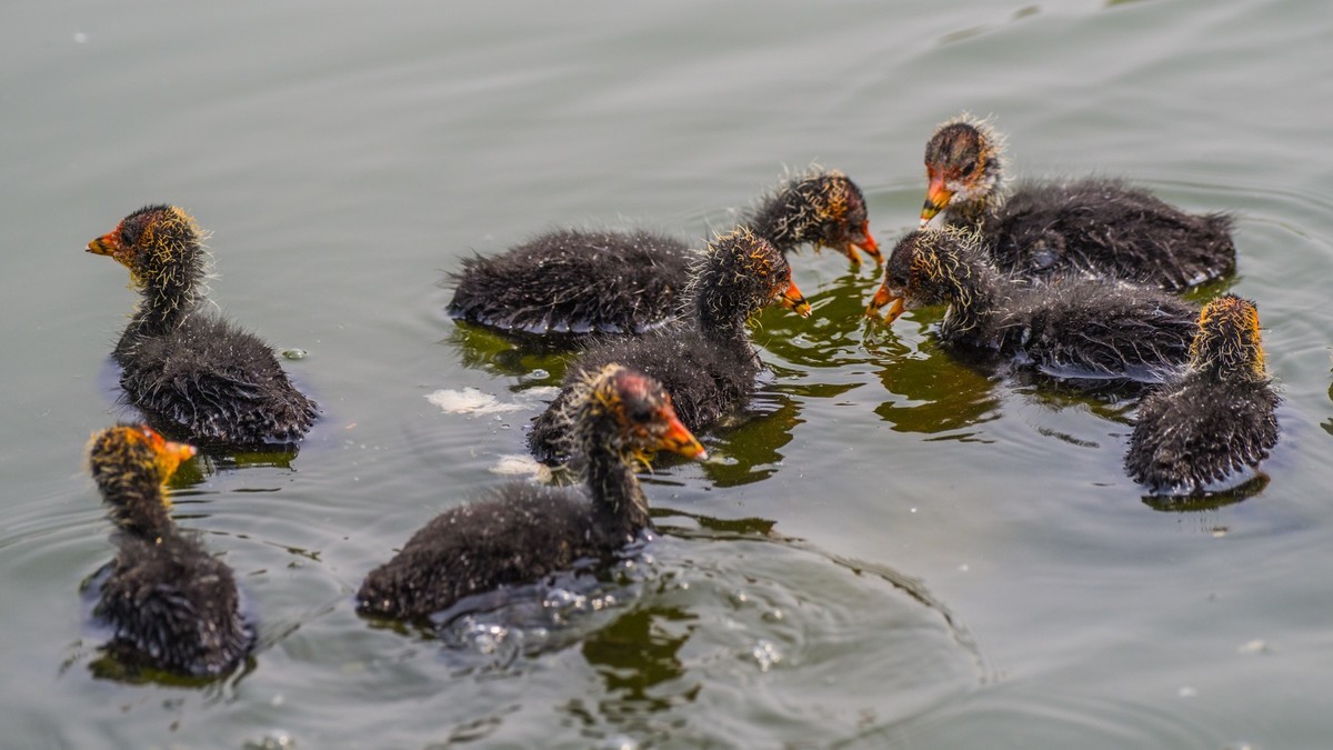 24 年 春 ------ 湿 地 精 灵 （ 六 ）