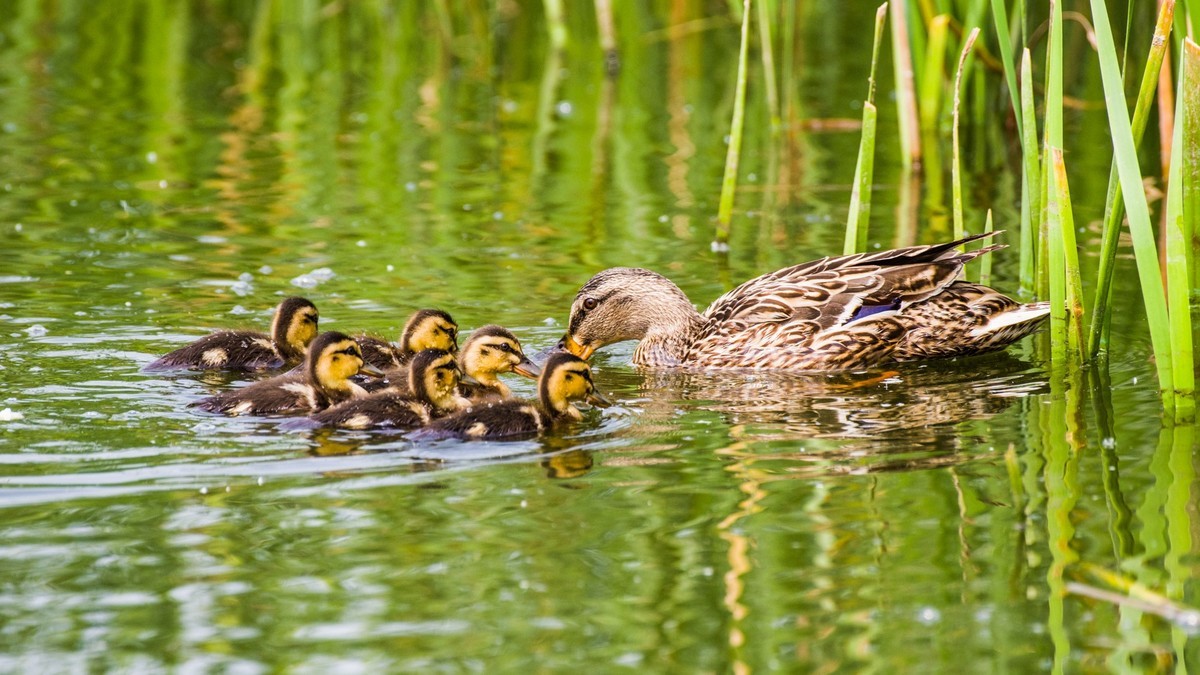 24 年 春 ------ 湿 地 精 灵 （ 六 ）