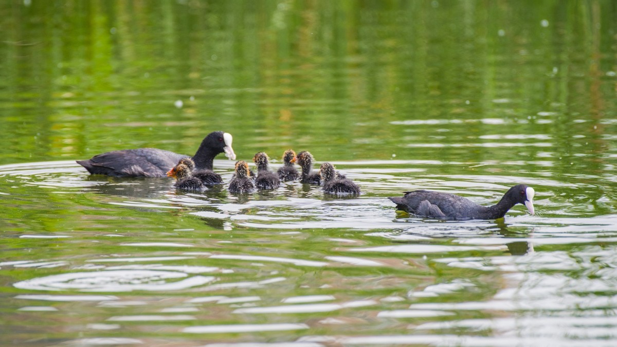 24 年 春 ------ 湿 地 精 灵 （ 六 ）