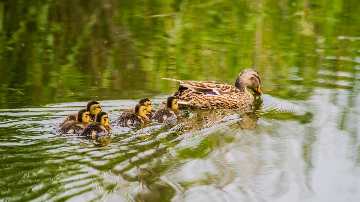24 年 春 ------ 湿 地 精 灵 （ 六 ）