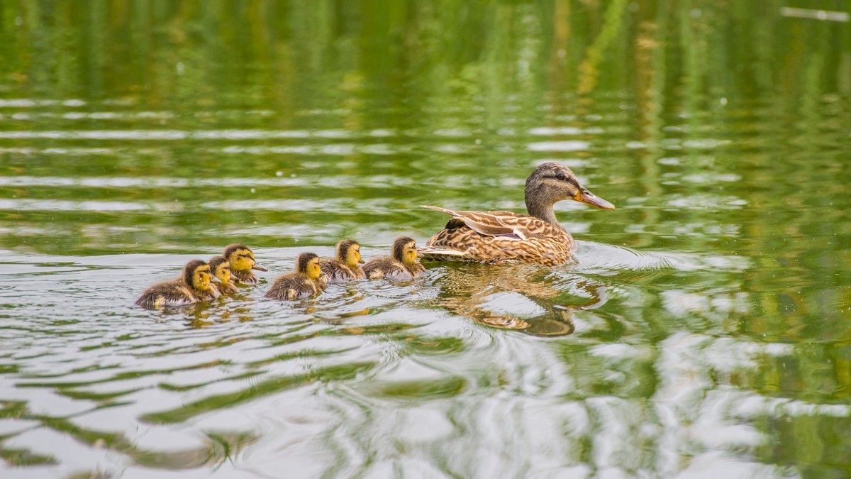 24 年 春 ------ 湿 地 精 灵 （ 六 ）