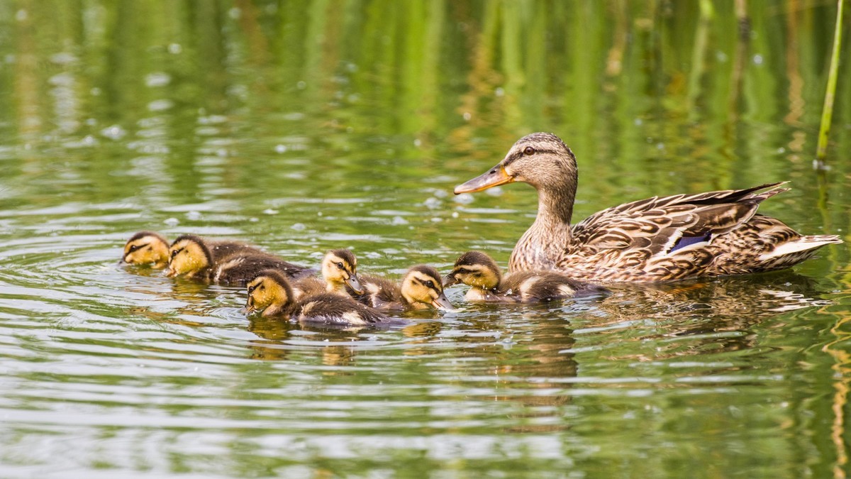 24 年 春 ------ 湿 地 精 灵 （ 六 ）