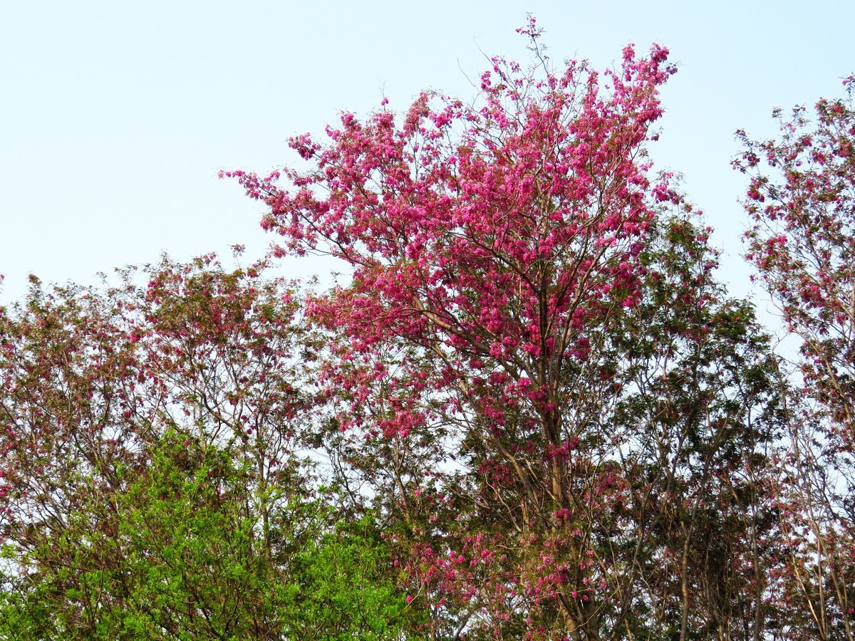 寻找心中的夏日美