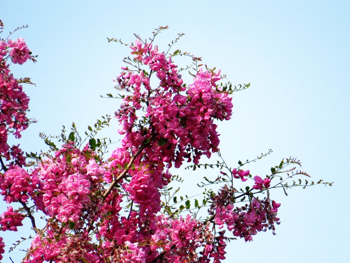 寻找心中的夏日美