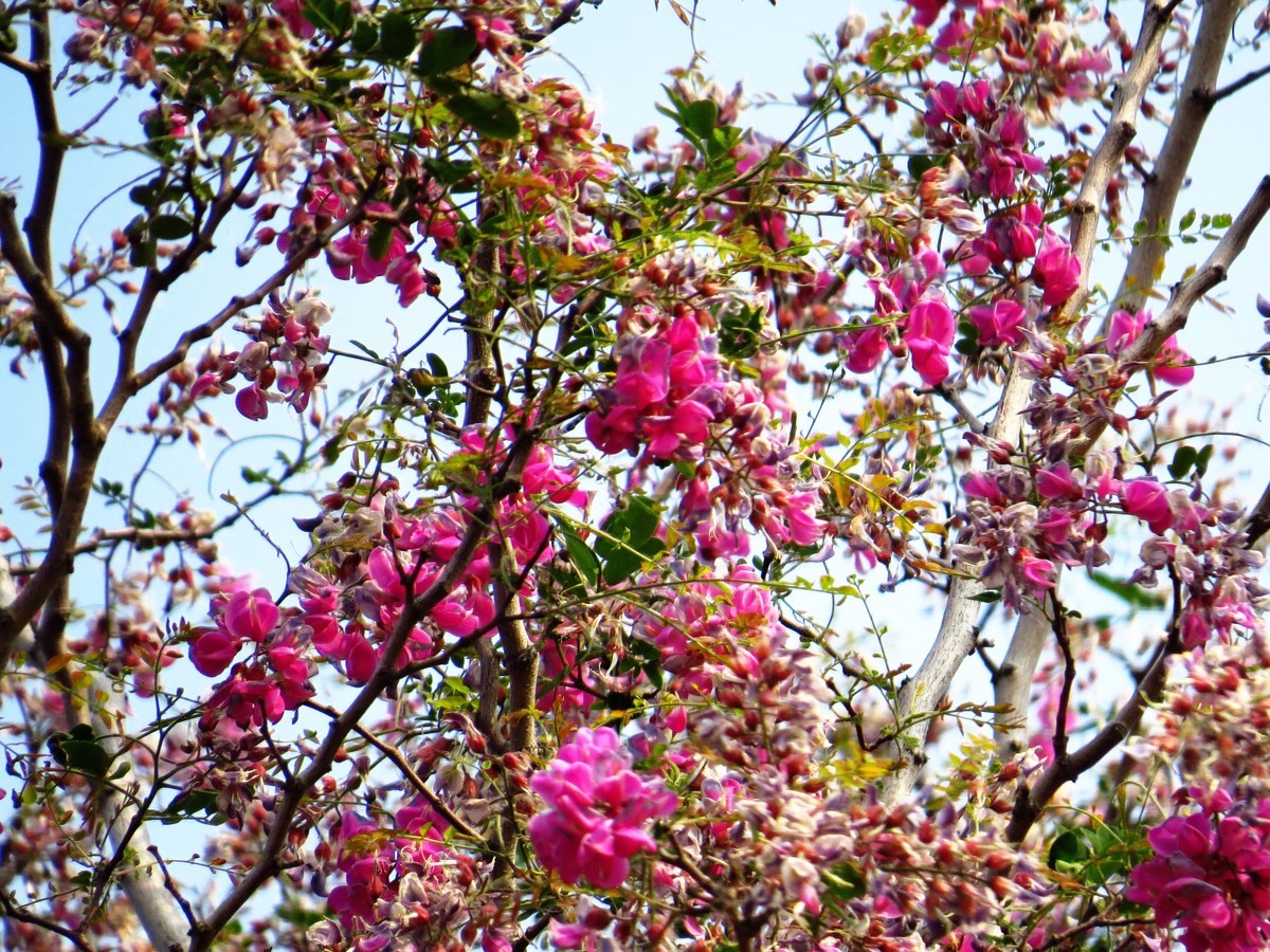 寻找心中的夏日美