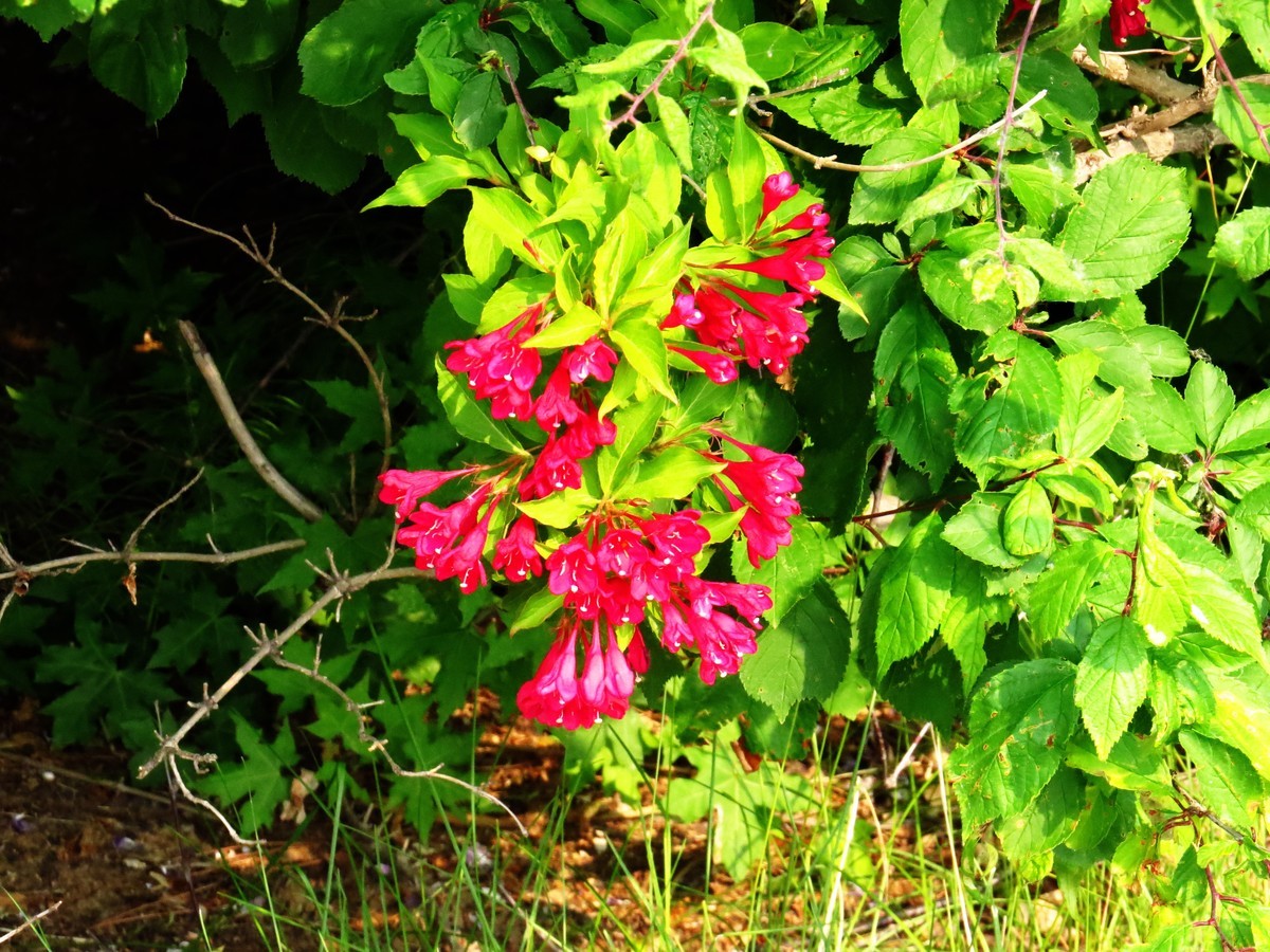 寻找心中的夏日美