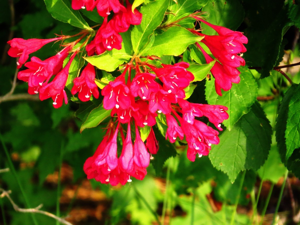 寻找心中的夏日美