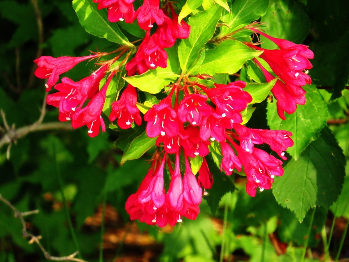 寻找心中的夏日美