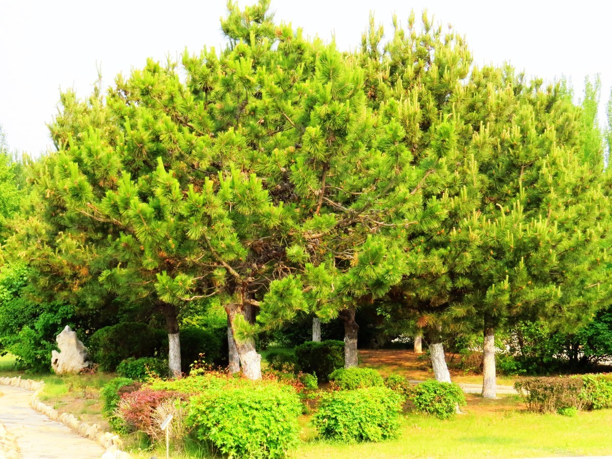 寻找心中的夏日美