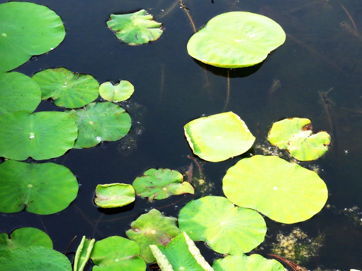 寻找心中的夏日美