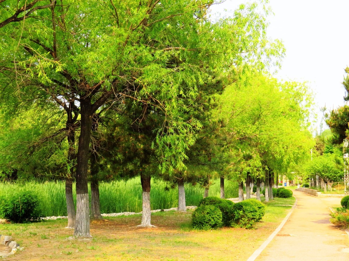 寻找心中的夏日美