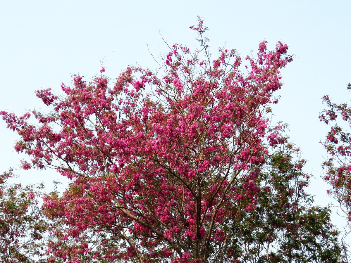 寻找心中的夏日美