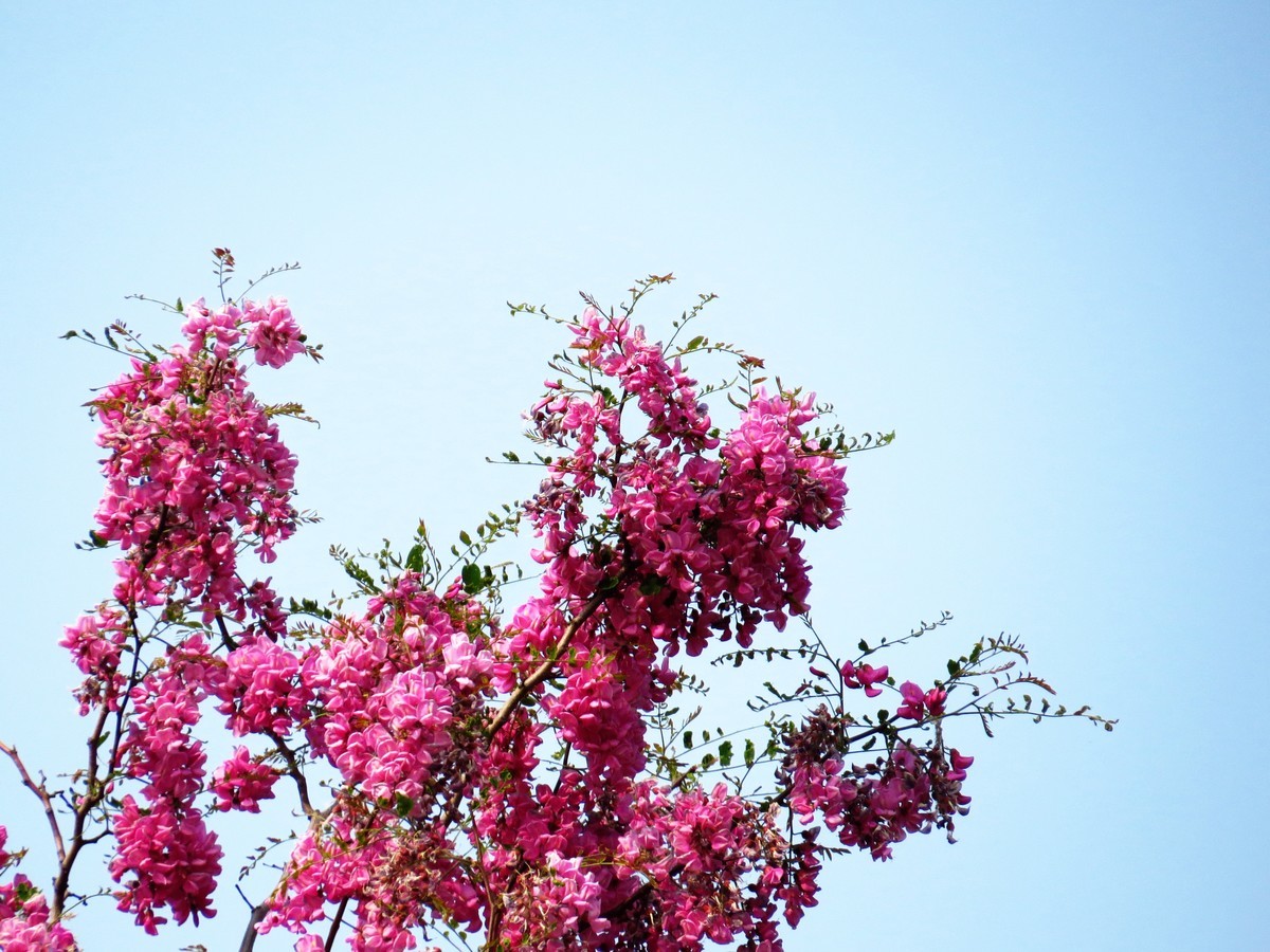 寻找心中的夏日美