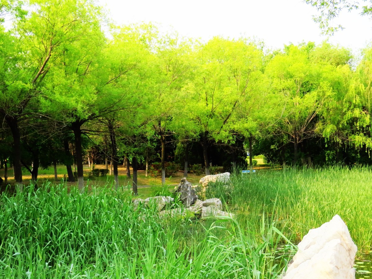 寻找心中的夏日美