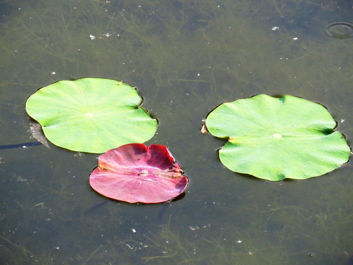 寻找心中的夏日美