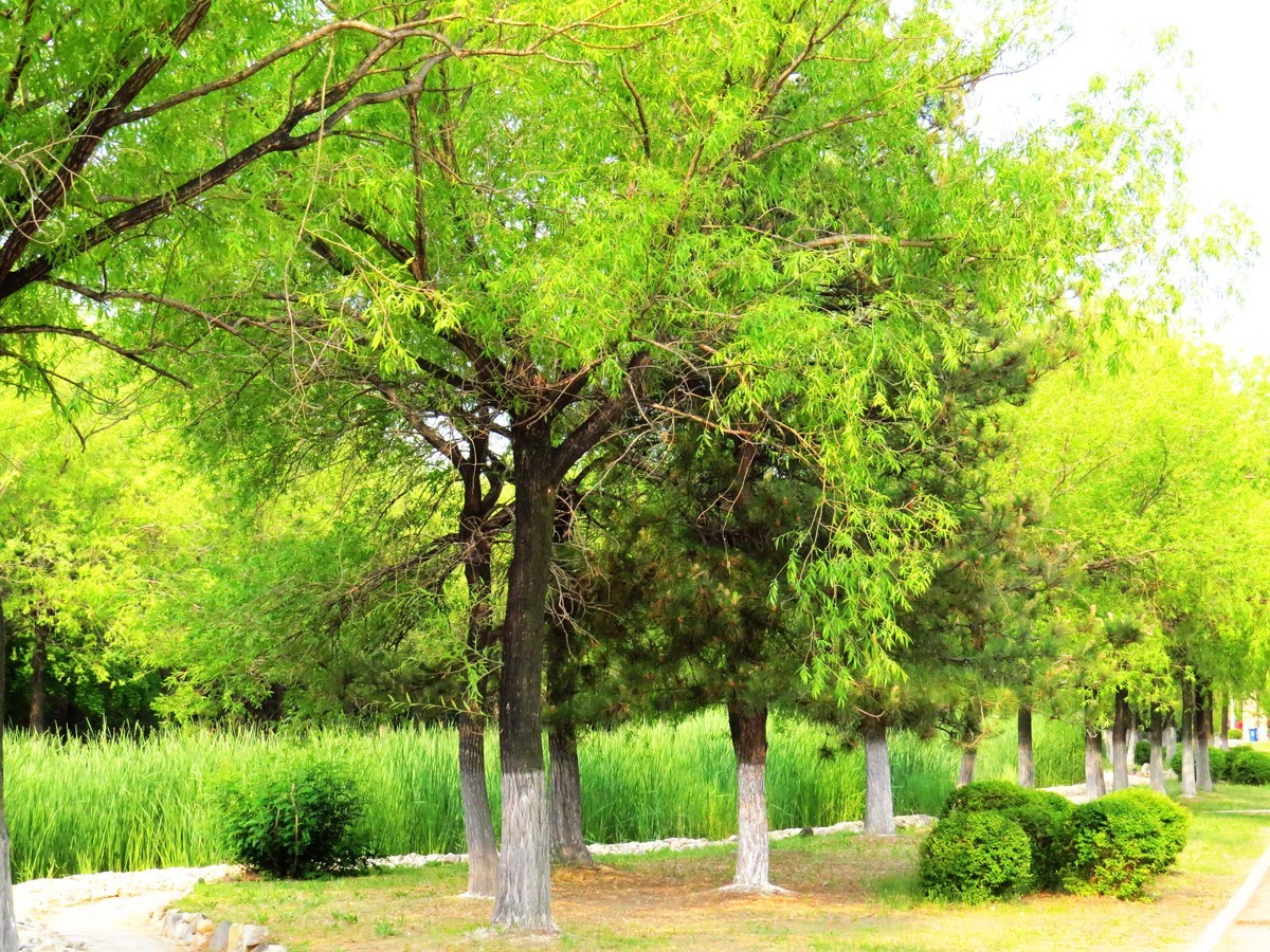 寻找心中的夏日美