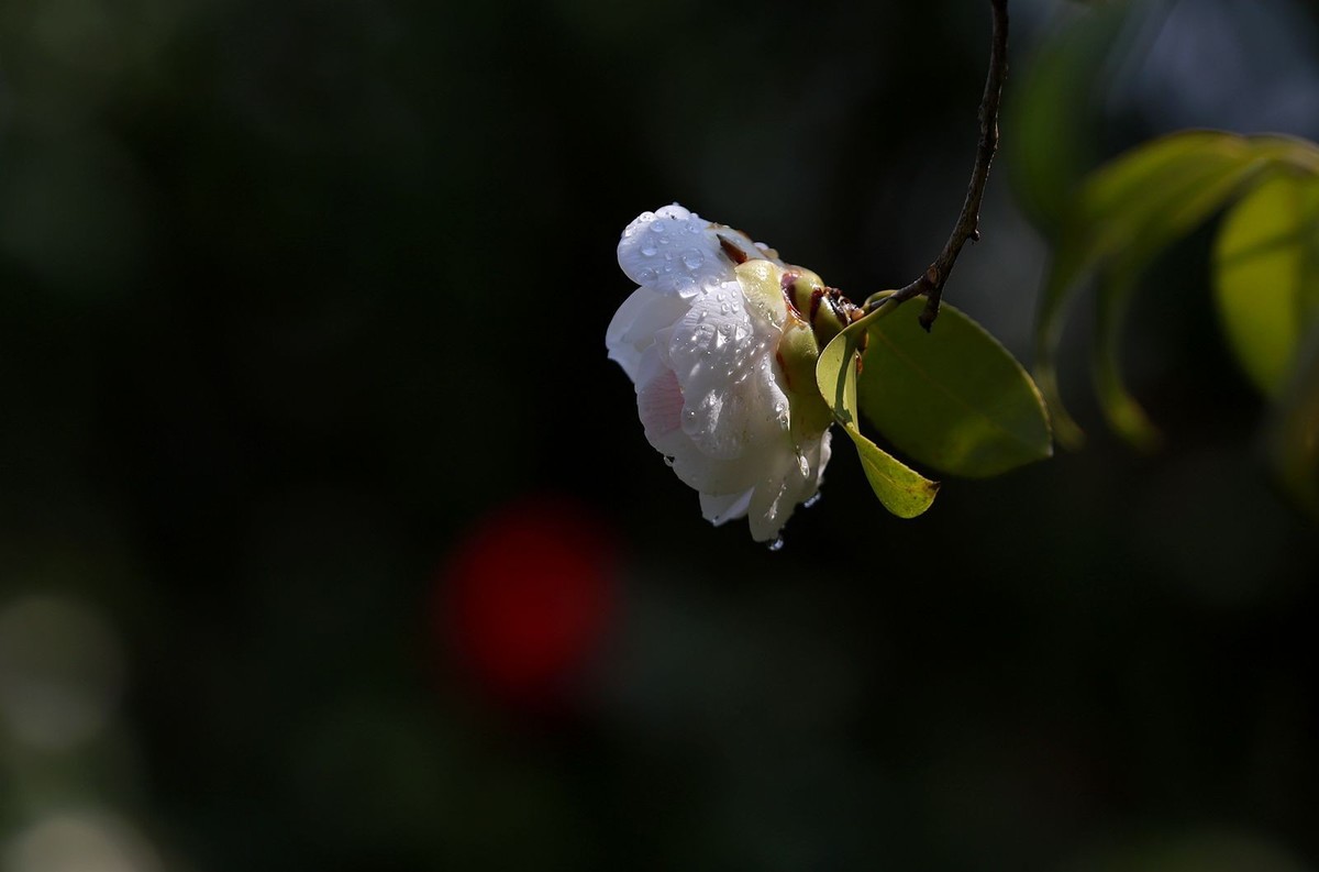 茶花 (5)