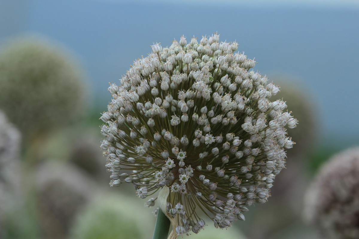 拍摄花卉一（632）