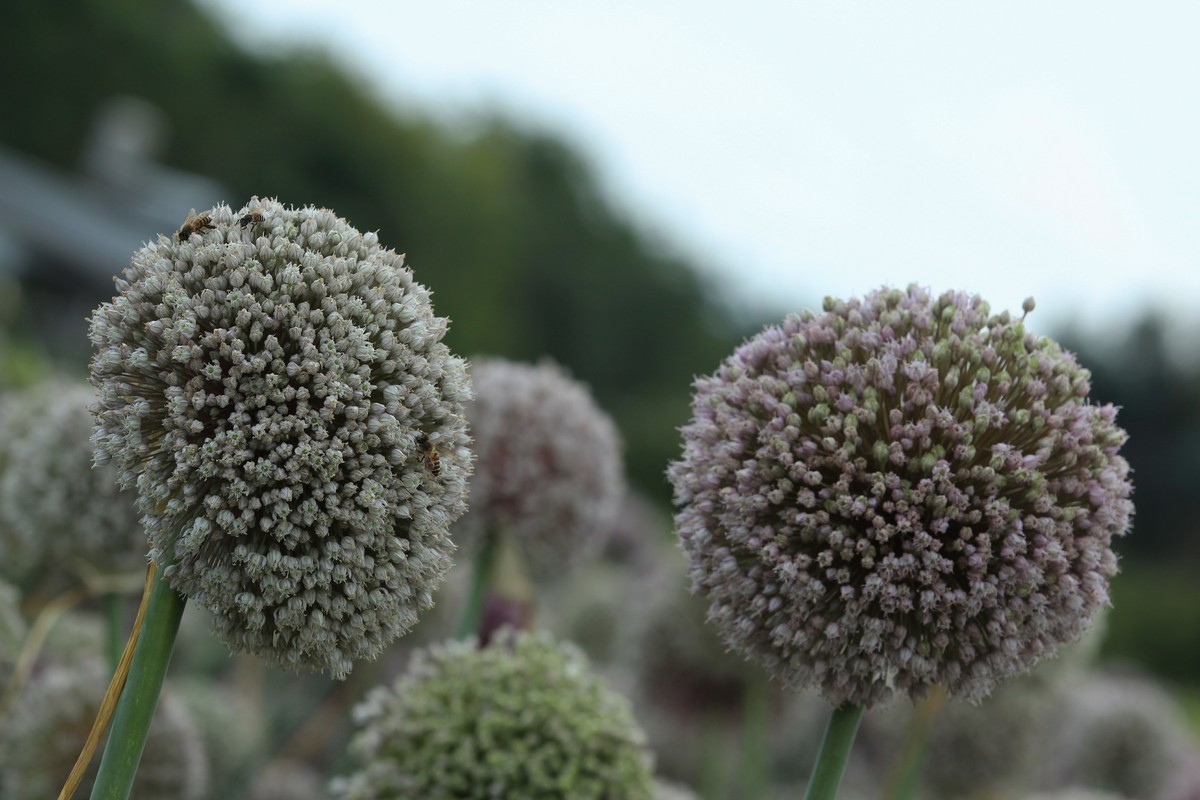 拍摄花卉一（632）