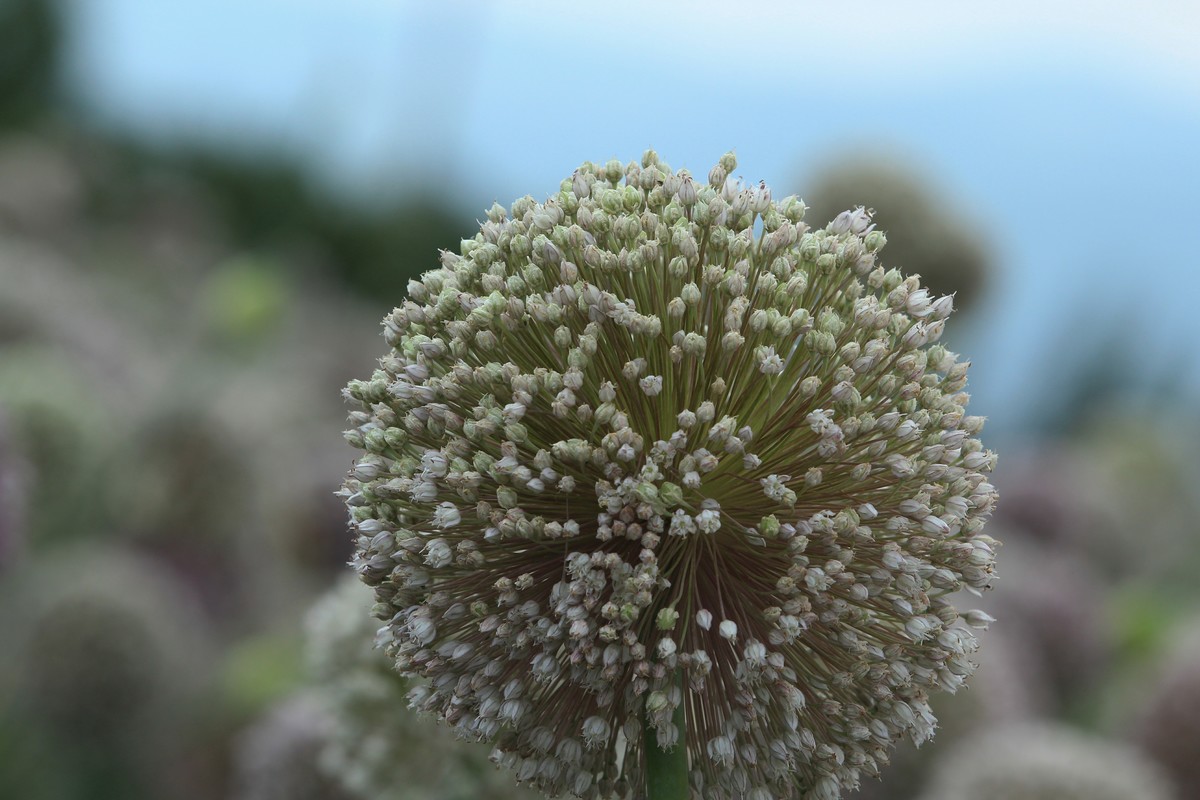 拍摄花卉一（632）