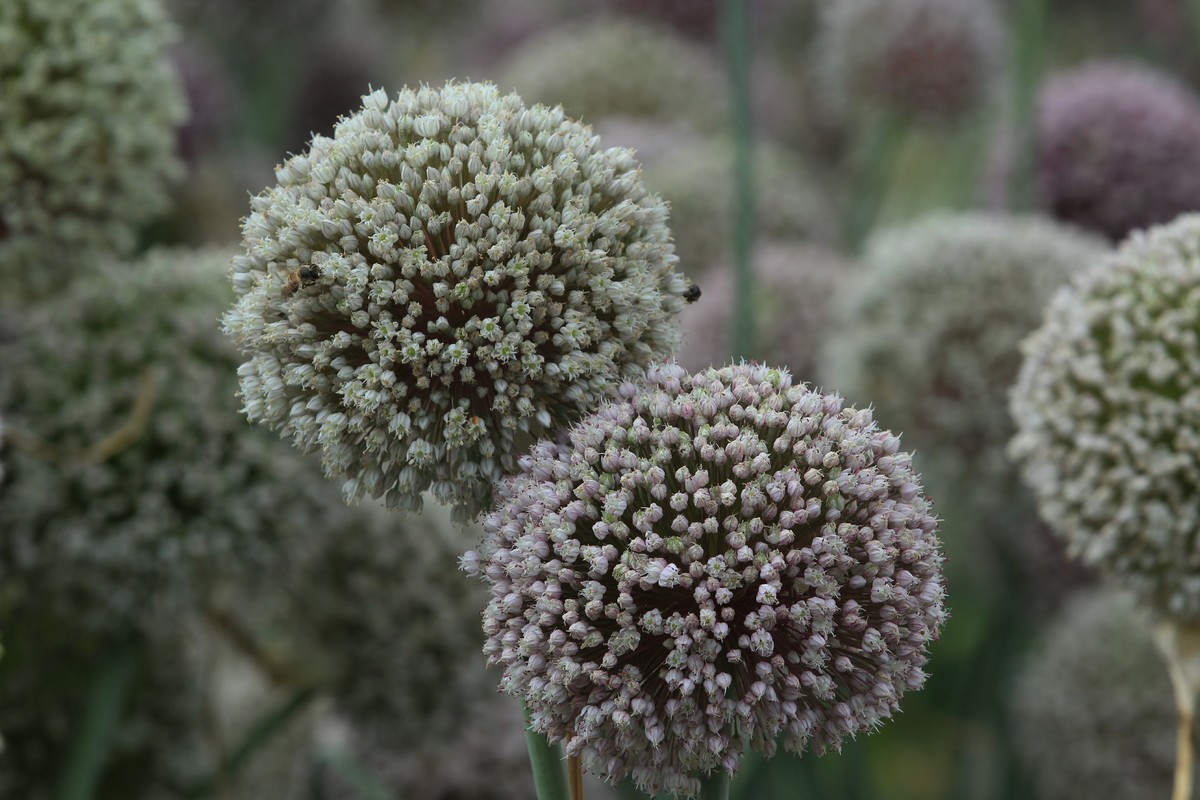 拍摄花卉一（632）