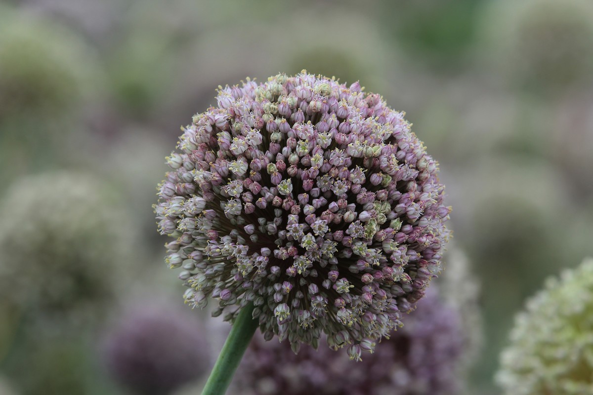 拍摄花卉一（632）