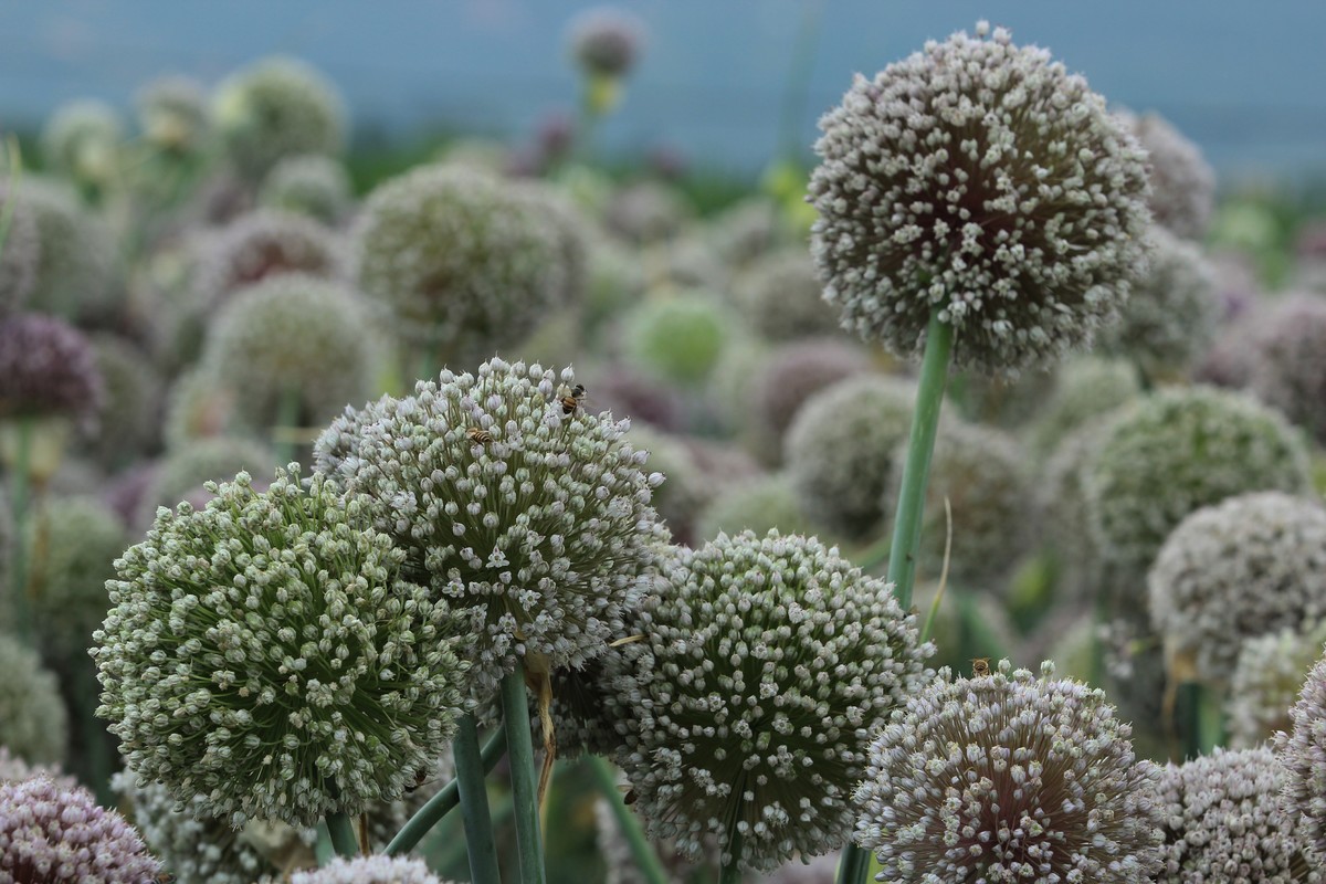 拍摄花卉一（632）